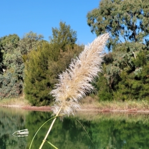 Cortaderia selloana (Pampas Grass) at Nuriootpa, SA by trevorpreston