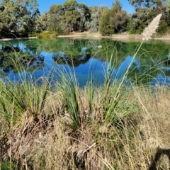 Cortaderia selloana at Nuriootpa, SA - 18 Apr 2023