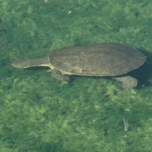 Chelodina longicollis at Nuriootpa, SA - 18 Apr 2023