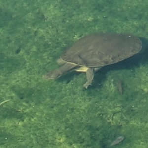 Chelodina longicollis at Nuriootpa, SA - 18 Apr 2023