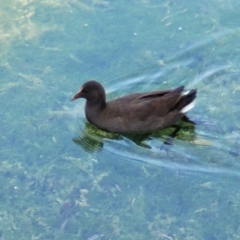 Gallinula tenebrosa (Dusky Moorhen) at Nuriootpa, SA - 18 Apr 2023 by trevorpreston