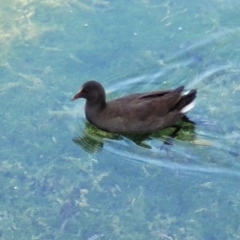 Gallinula tenebrosa (Dusky Moorhen) at Nuriootpa, SA - 17 Apr 2023 by trevorpreston