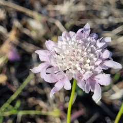 Scabiosa atropurpurea (Pincushion Plant) at Lyndoch, SA - 18 Apr 2023 by trevorpreston