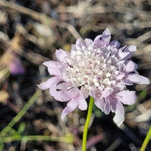 Scabiosa atropurpurea at Lyndoch, SA - 18 Apr 2023 09:30 AM