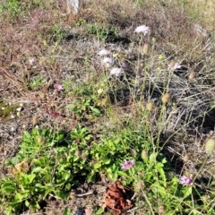 Scabiosa atropurpurea at Lyndoch, SA - 18 Apr 2023