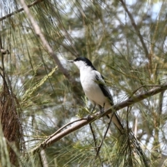 Lalage tricolor (White-winged Triller) at Holt, ACT - 7 Oct 2019 by Untidy
