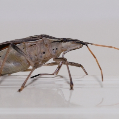 Poecilometis histricus (Zebra Gum Tree Shield Bug) at Wellington Point, QLD - 18 Apr 2023 by TimL