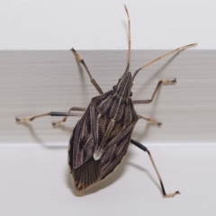 Poecilometis histricus at Wellington Point, QLD - suppressed