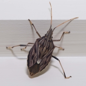 Poecilometis histricus at Wellington Point, QLD - suppressed