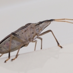 Poecilometis histricus at Wellington Point, QLD - suppressed
