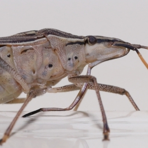 Poecilometis histricus at Wellington Point, QLD - suppressed
