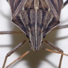 Poecilometis histricus at Wellington Point, QLD - suppressed