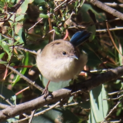 Malurus cyaneus (Superb Fairywren) at Mount Taylor - 17 Apr 2023 by MatthewFrawley