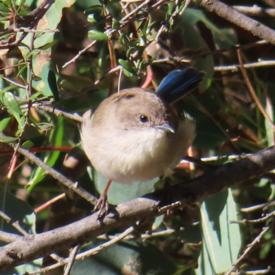 Malurus cyaneus (Superb Fairywren) at Fisher, ACT - 17 Apr 2023 by MatthewFrawley