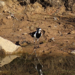 Grallina cyanoleuca (Magpie-lark) at Fisher, ACT - 17 Apr 2023 by MatthewFrawley