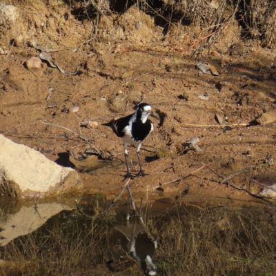 Grallina cyanoleuca (Magpie-lark) at Fisher, ACT - 17 Apr 2023 by MatthewFrawley