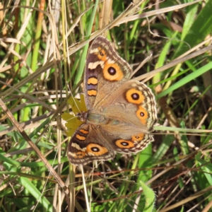 Junonia villida at Fisher, ACT - 17 Apr 2023