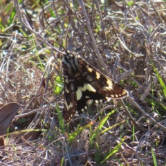 Apina callisto (Pasture Day Moth) at Mount Taylor - 17 Apr 2023 by MatthewFrawley