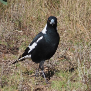 Gymnorhina tibicen at Fisher, ACT - 17 Apr 2023