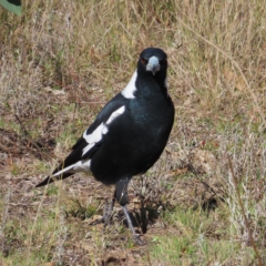 Gymnorhina tibicen (Australian Magpie) at Mount Taylor - 17 Apr 2023 by MatthewFrawley