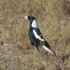 Gymnorhina tibicen at Fisher, ACT - 17 Apr 2023