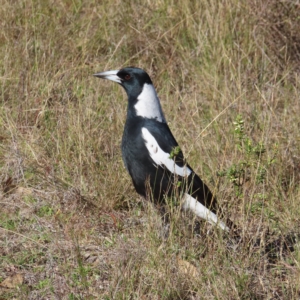 Gymnorhina tibicen at Fisher, ACT - 17 Apr 2023