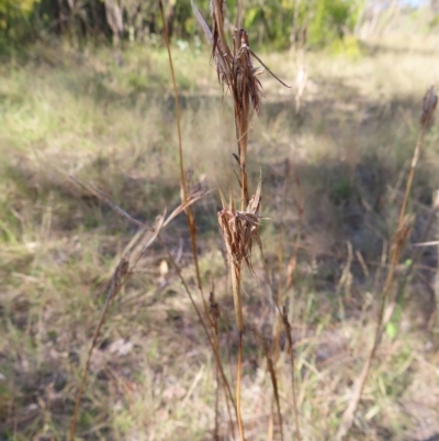 Cymbopogon refractus (Barbed-wire Grass) at Mount Taylor - 17 Apr 2023 by MatthewFrawley