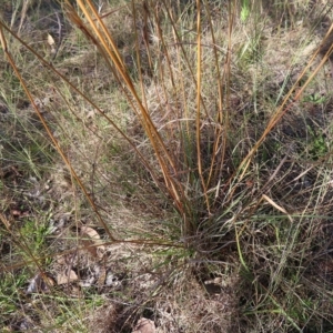 Cymbopogon refractus at Fisher, ACT - 17 Apr 2023