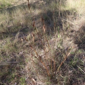 Cymbopogon refractus at Fisher, ACT - 17 Apr 2023