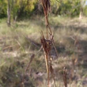 Cymbopogon refractus at Fisher, ACT - 17 Apr 2023