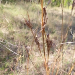 Cymbopogon refractus at Fisher, ACT - 17 Apr 2023