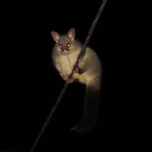 Trichosurus vulpecula at Kambah, ACT - 18 Apr 2023