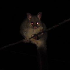 Trichosurus vulpecula at Kambah, ACT - 18 Apr 2023