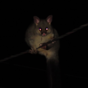 Trichosurus vulpecula at Kambah, ACT - 18 Apr 2023 11:29 PM