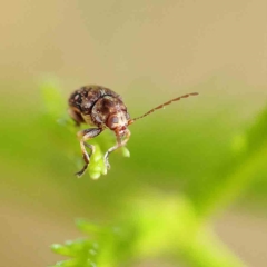 Chrysomelidae sp. (family) (Unidentified Leaf Beetle) at O'Connor, ACT - 21 Feb 2023 by ConBoekel