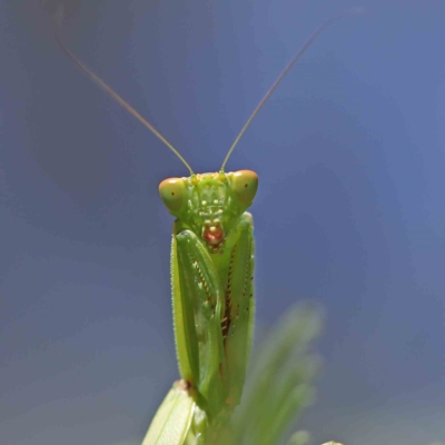 Orthodera ministralis (Green Mantid) at Dryandra St Woodland - 20 Feb 2023 by ConBoekel