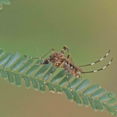 Culicidae (family) (A mosquito) at Dryandra St Woodland - 19 Feb 2023 by ConBoekel