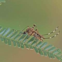 Culicidae (family) (A mosquito) at O'Connor, ACT - 19 Feb 2023 by ConBoekel