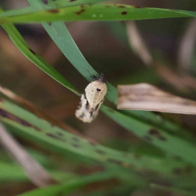 Merophyas therina (a Tortrix Moth) at O'Connor, ACT - 21 Feb 2023 by ConBoekel