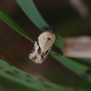 Merophyas therina at O'Connor, ACT - 21 Feb 2023