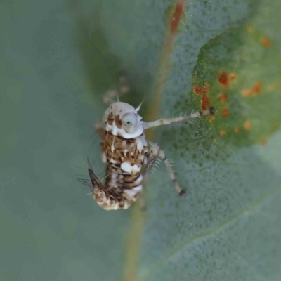 Brunotartessus fulvus (Yellow-headed Leafhopper) at O'Connor, ACT - 20 Feb 2023 by ConBoekel