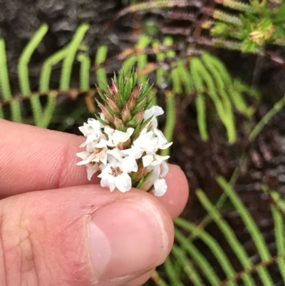 Epacris sp. at Cape Pillar, TAS - 10 Apr 2023 by MattFox