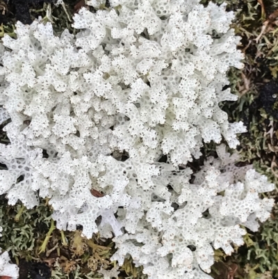 Unidentified Lichen at Cape Pillar, TAS - 10 Apr 2023 by MattFox