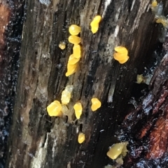 Unidentified Other fungi on wood at Tasman National Park - 10 Apr 2023 by MattFox