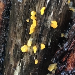 Unidentified Other fungi on wood at Cape Pillar, TAS - 10 Apr 2023 by MattFox