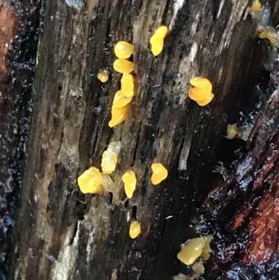 Unidentified Other fungi on wood at Cape Pillar, TAS - 10 Apr 2023 by MattFox