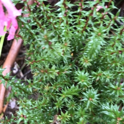 Epacris impressa (Common Heath) at Tasman National Park - 10 Apr 2023 by MattFox