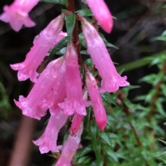 Epacris impressa at Cape Pillar, TAS - 10 Apr 2023