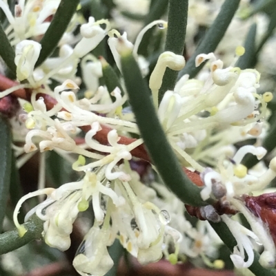 Unidentified Other Shrub at Cape Pillar, TAS - 10 Apr 2023 by MattFox