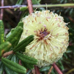 Banksia marginata at Cape Pillar, TAS - 10 Apr 2023